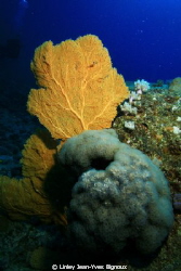 Mon Choisy 25 metres ,Sea Fan .This site has plenty of la... by Linley Jean-Yves Bignoux 